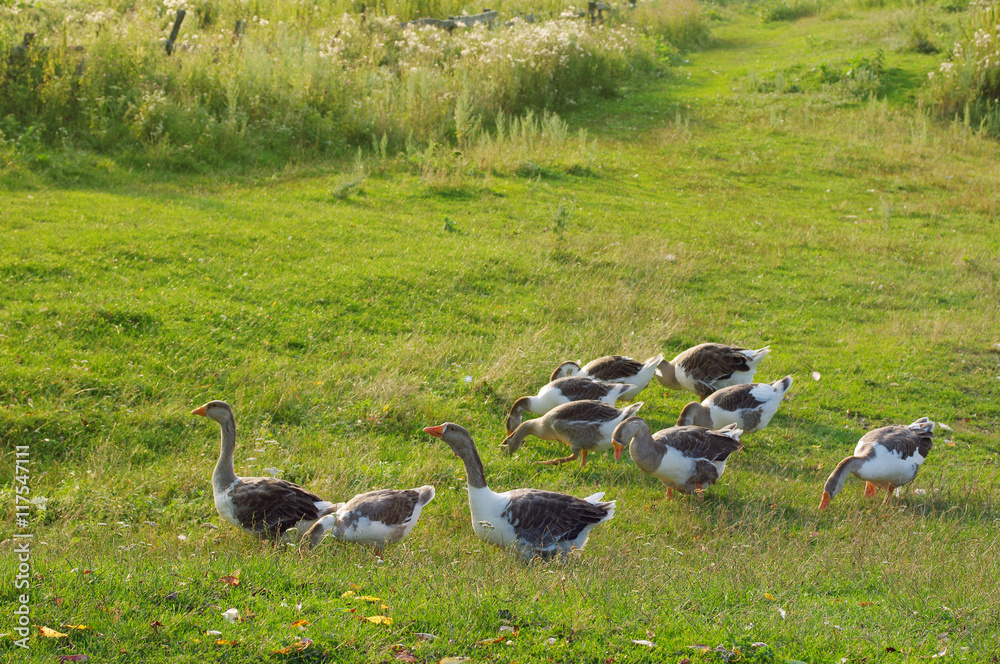 Herd of guinea gooses is grazed on a green meadow in a summer sunny day Herd of guinea gooses is grazed on a green meadow in a summer sunny day
