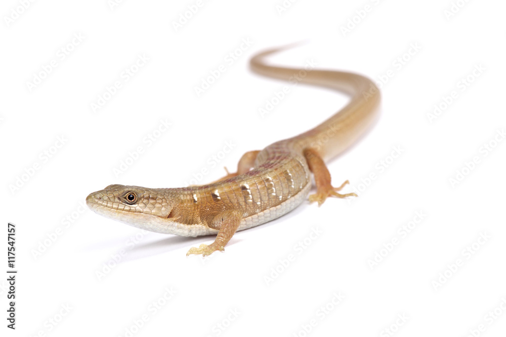 Naklejka premium Southern alligator lizard (Algeria multicarinata), United States