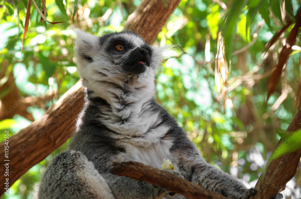 Naklejka premium Ring-tailed lemur