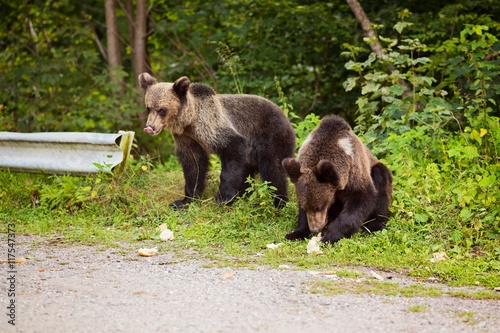 Two young bears came out of the woods photo