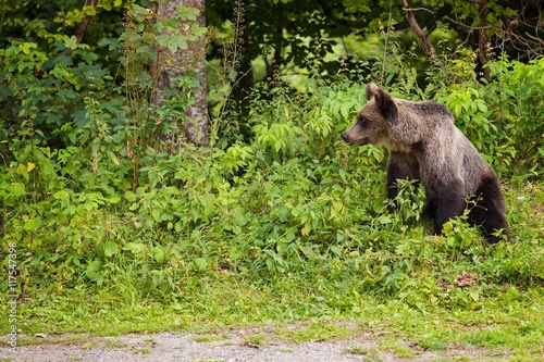 Young bear came out of the woods