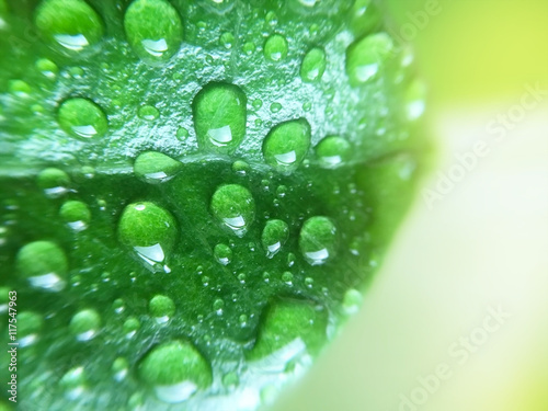 closeup of raindrops on leaf