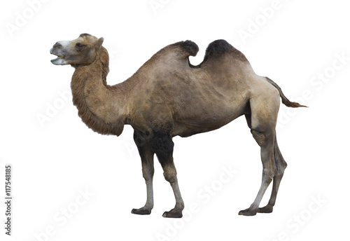 Bactrian camel  (Camelus bactrianus) on white background isolated