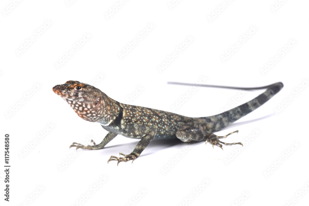 Naklejka premium Banded Rock Lizard (Pterosaurs mearnsi), United States