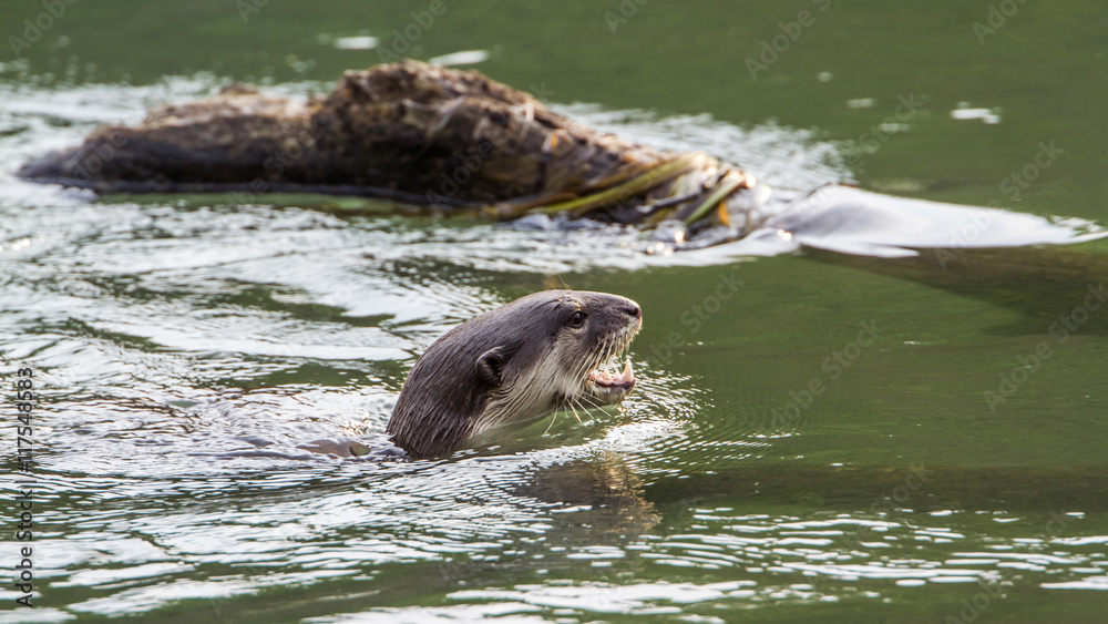 Fototapeta premium Smooth-coated Otter in Bardia national park, Nepal