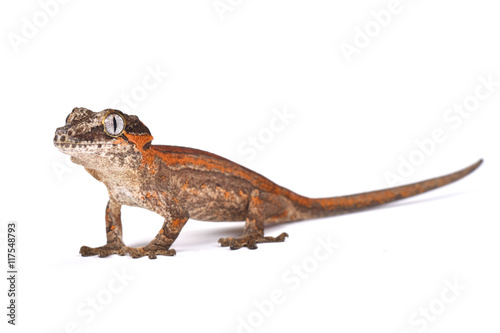 Knob-headed Giant Gecko  Rhacodactylus auriculatus   New Caledonia