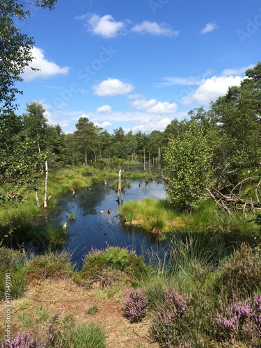 Moorlandschaft im Sommer