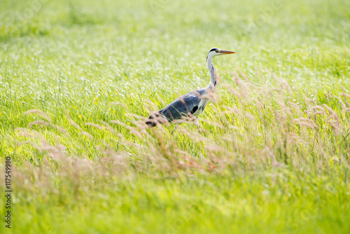 Grey Heron (Ardea cinerea) sideview in grass. Leiden. Zuid-Holla