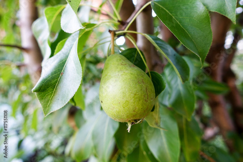 Pear on the tree