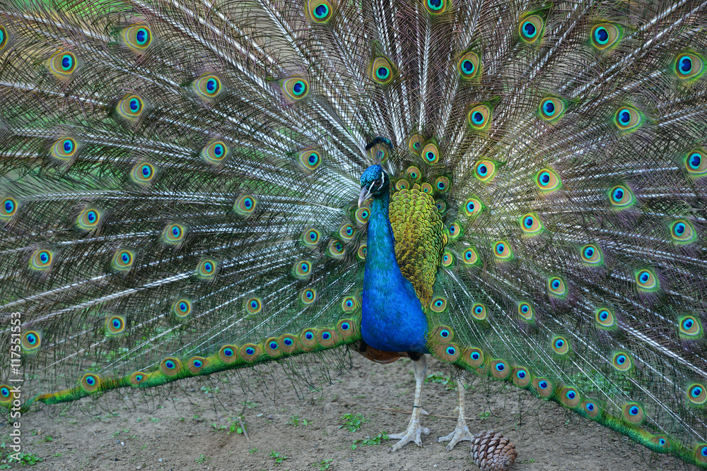 Obraz premium Wild Peacock Feathers Out