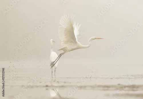 Obraz dwie czaple we mgle