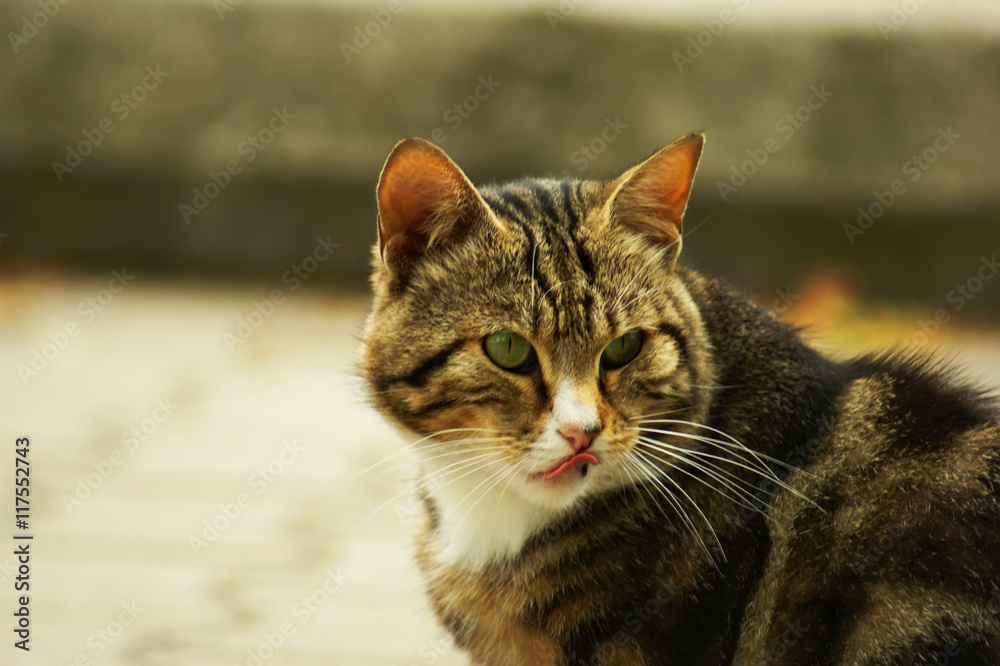 Portrait of green-eyed cat

