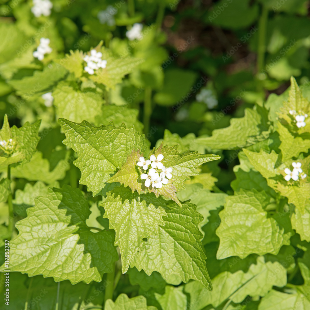 Knoblauchsrauke, Alliaria petiolata, Knoblauchskraut Knoblauchsrauke, Alliaria petiolata, Knoblauchskraut