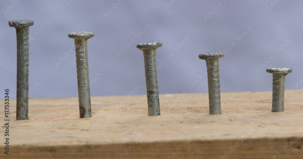 Obraz premium Hammered nails into a tree