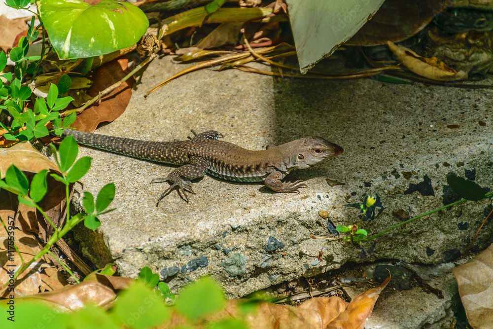 Fototapeta premium Puerto Rican Ground Lizard - Ameiva exsul