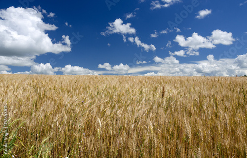 Depp blue sky over the wheat field
