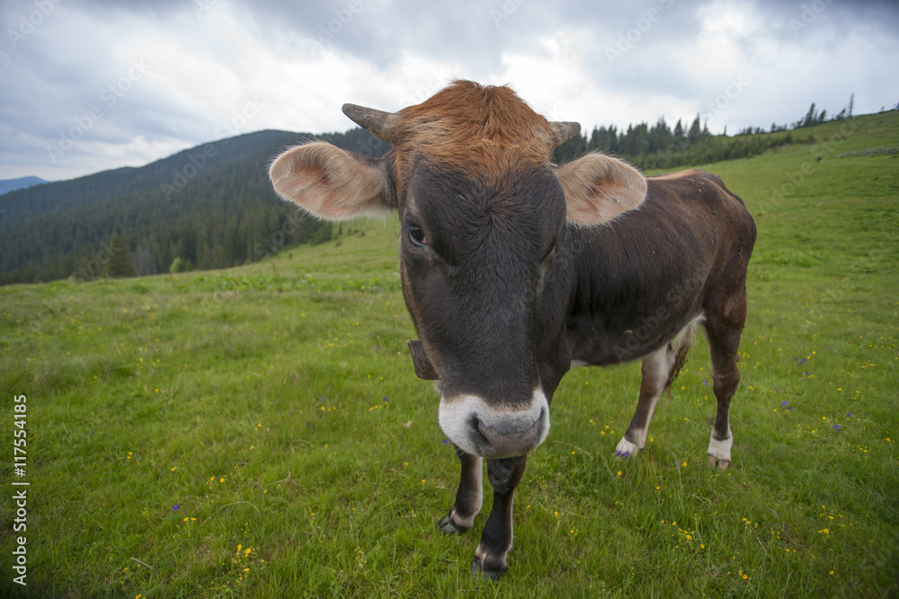 Cow on a summer pasture. Mountains and meadows Cow on a summer pasture. Mountains and meadows