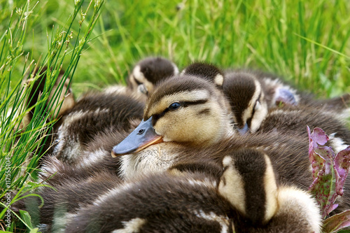 Baby Mallard Ducklings © scottevers7