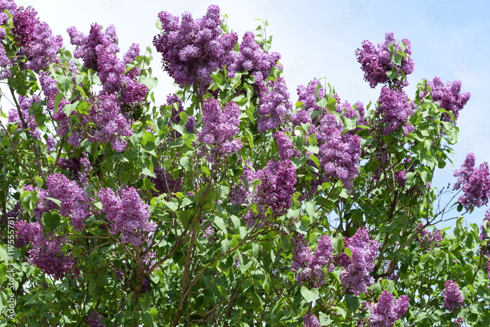 Beautiful purple lilac flowers outdoors. Beautiful purple lilac flowers outdoors.