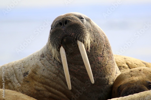 Walrus on ice floe in Canada photo