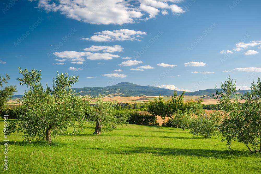 Olive trees in a grove on the grassy hillside.