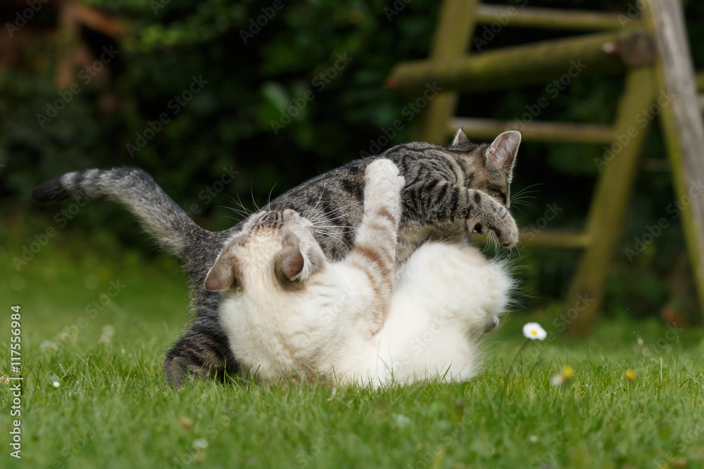 Kämpfende Katzen StockFoto Adobe Stock