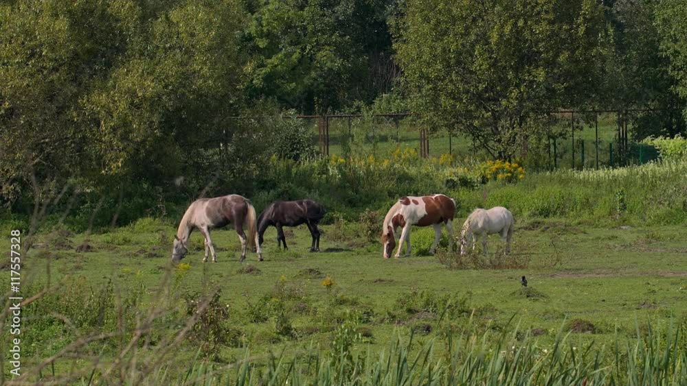 horses grazing in Sunny weather horses grazing in Sunny weather