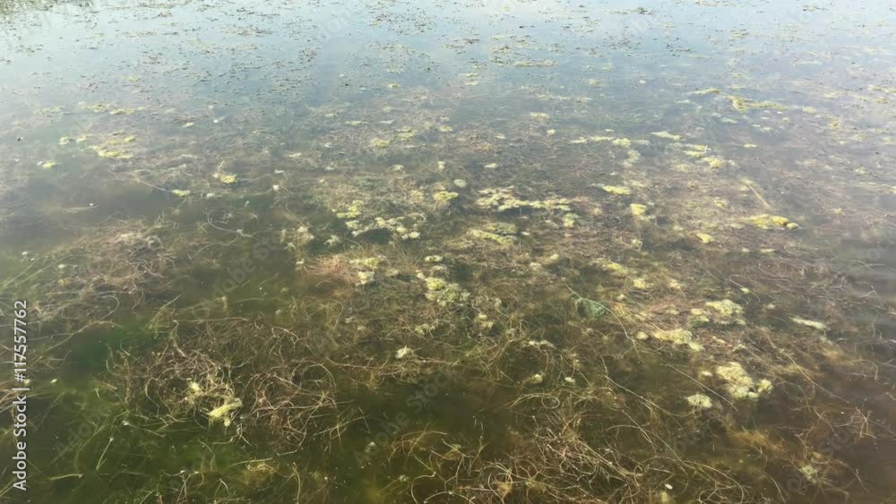 green mucus in the pond green mucus in the pond