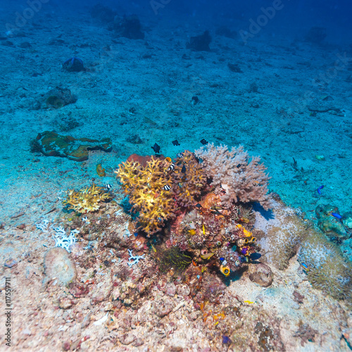 Fototapeta Naklejka Na Ścianę i Meble -  Fishes and Sea Bottom of Ecosystem