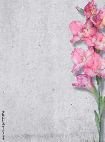 Fototapeta Naklejka Na Ścianę i Meble -  Pink lily.
