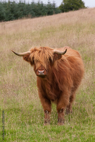 highland cow standing in a field