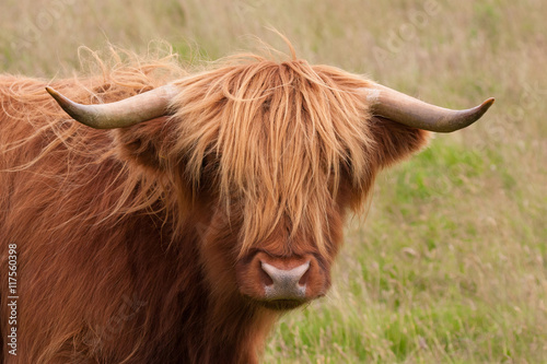 highland cow