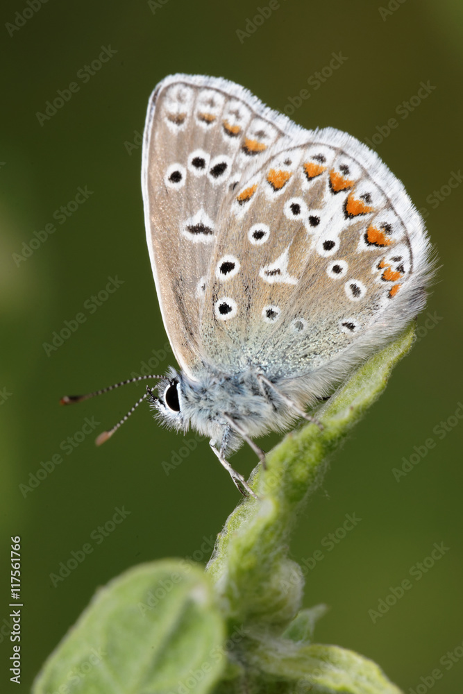 Common Blue, Polyommatus icarus Common Blue, Polyommatus icarus