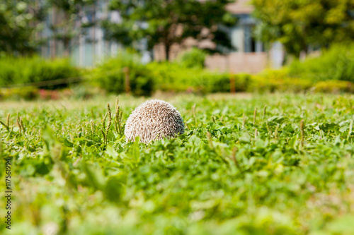 Hedgehog to the hide-and-seek in the park no.2