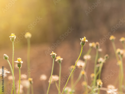 Grass flower in nature feild with soft orange color filter made feeling warm in the sunshine day. (selective focus)