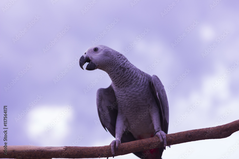 Obraz premium big Parrot on a branch