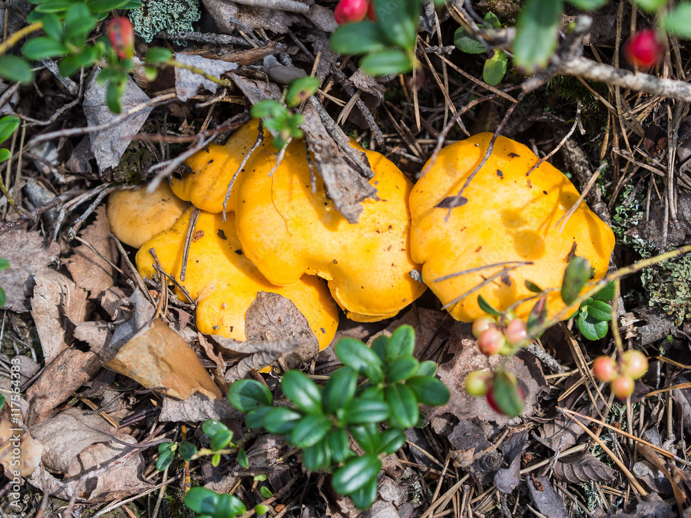 small chanterelles in a forest