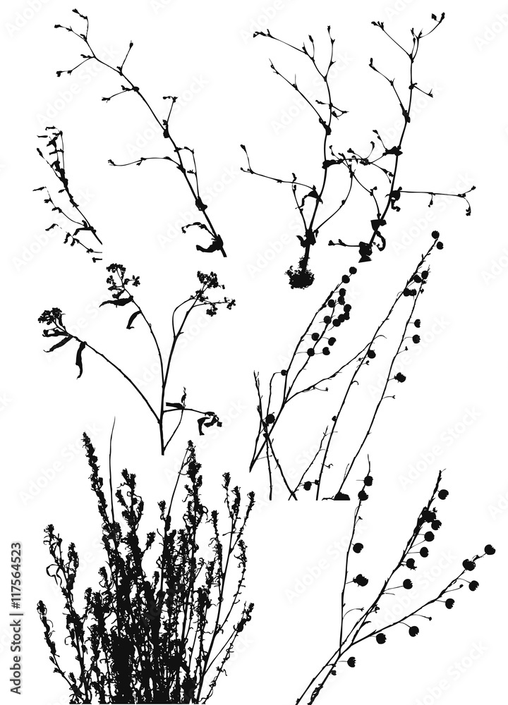 Fototapeta premium Silhouettes of Wild Plants