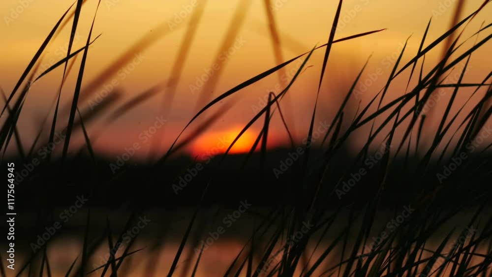 The Black Reeds on Sunset Background The Black Reeds on Sunset Background