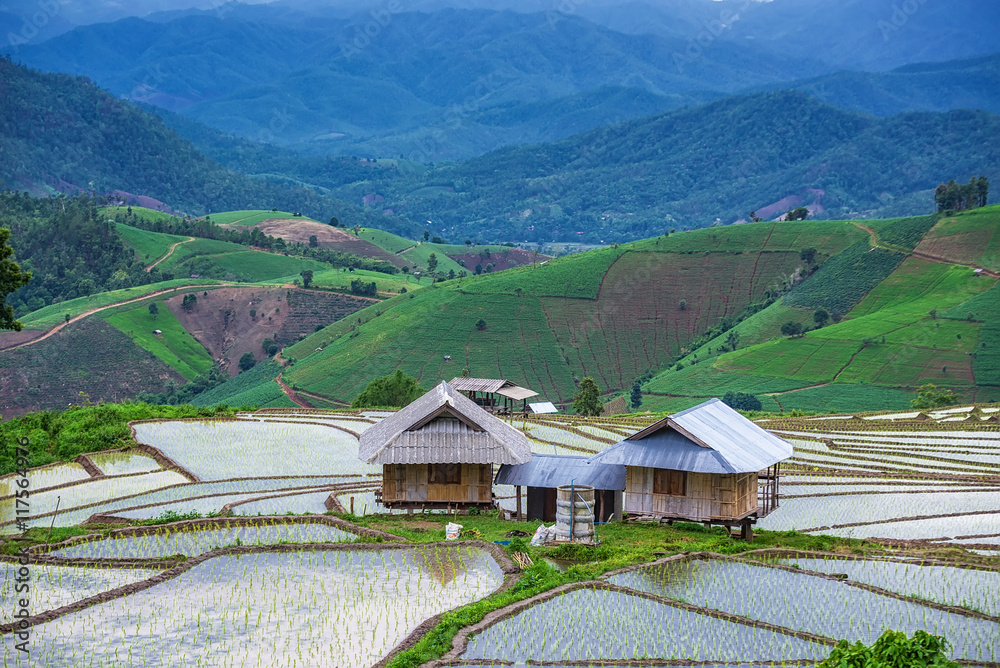 Amazing Beautiful of Rice fields on terracedr at Pa Pong Pieng,