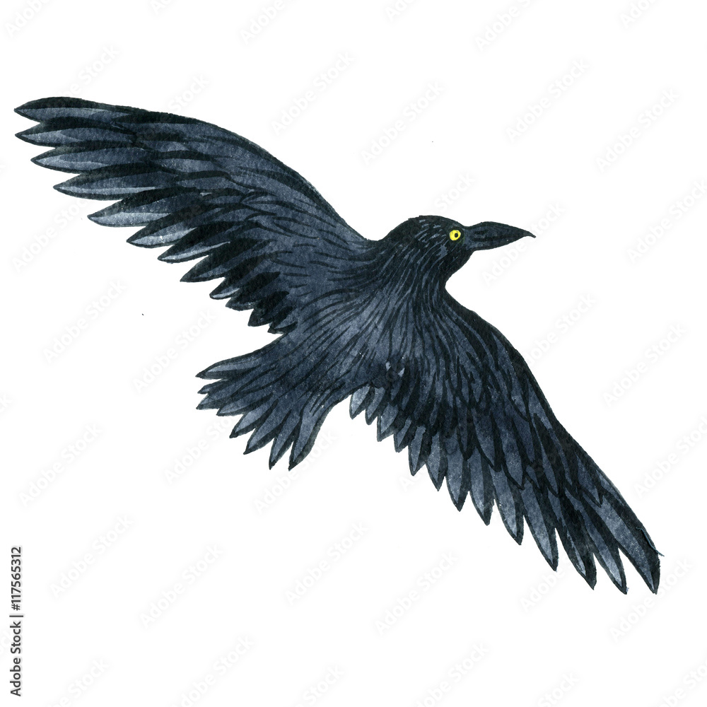 Fototapeta premium watercolor black raven