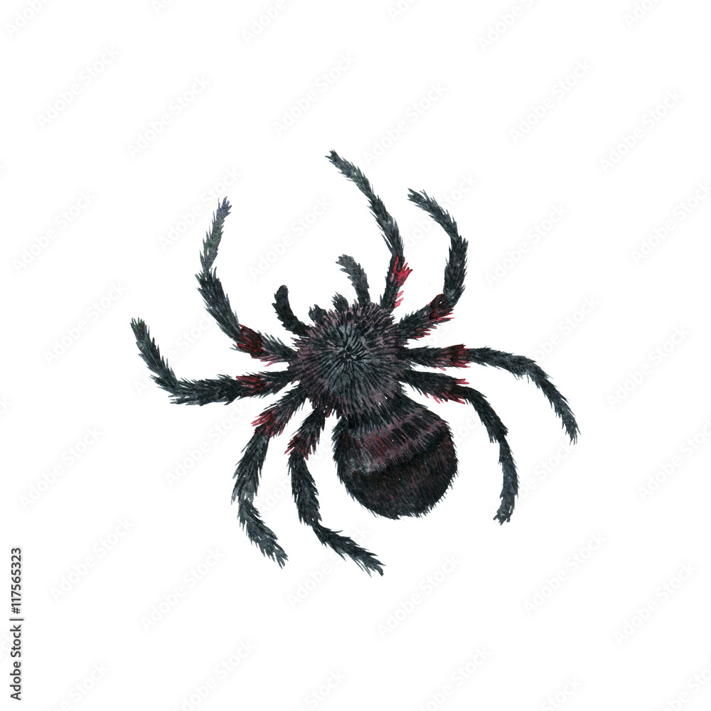 watercolor cartoon spider watercolor cartoon spider