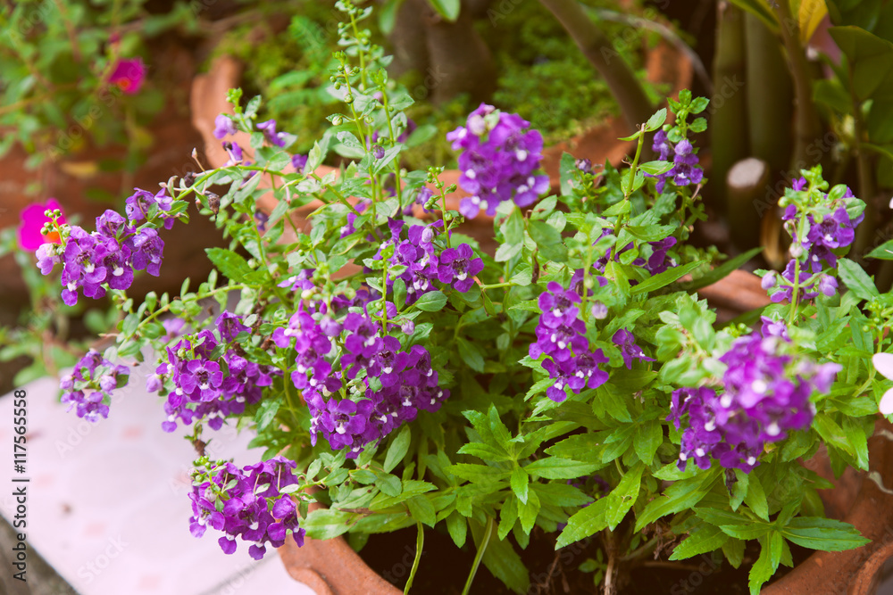 Purple flowers in clay pot; Nature garden in spring season. Purple flowers in clay pot; Nature garden in spring season.