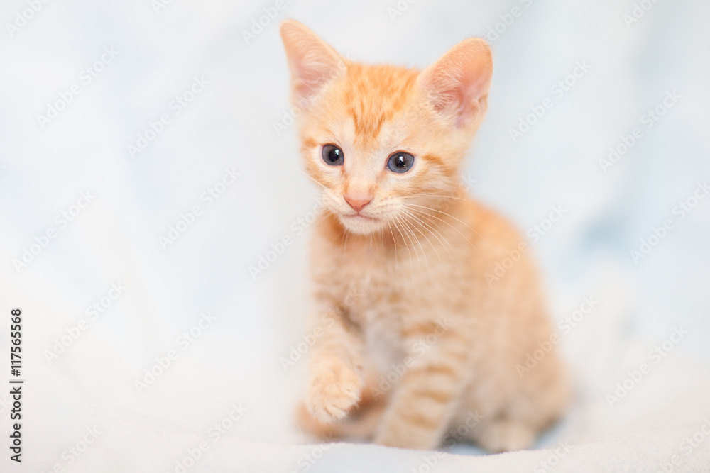Adorable red kitten with blue eyes Adorable red kitten with blue eyes