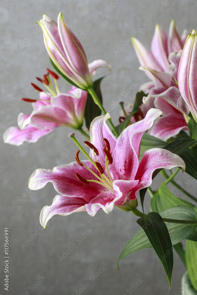 Pink and red lily flowers