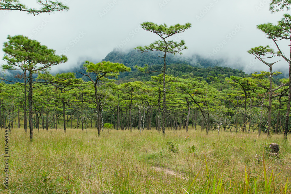 Nature mountain and Pine forest landscape , Reflection light and shadow , dark-toned color . Location Phu-Soi-Dao Uttaradit Province , North of Thailand