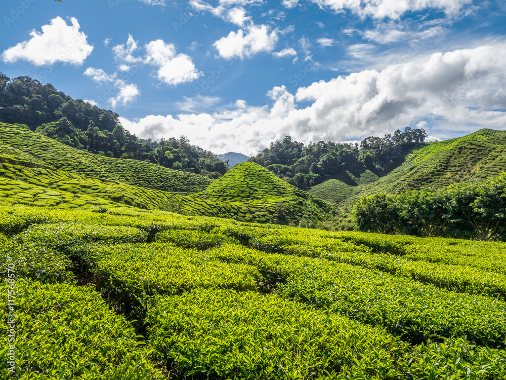 Tea plantation in the Cameron highlands