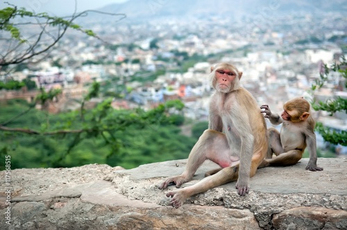 Baby monkey grooming for his mother near Galta Temple in Jaipur, India. © Olena Ilienko