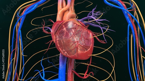 Fototapeta kuchenna Human Heart