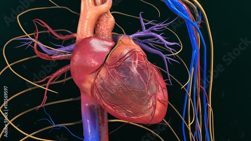 Fototapeta kuchenna Human Heart